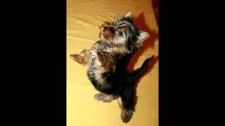 Самые милые котята и щенки