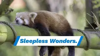 Sleepless Wonders: Animals That Thrive Without Sleep