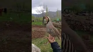 Хониши кабк Сари Хосор 2019