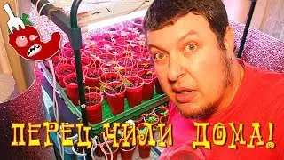 Growing Hot Chili Peppers At Home, Pepper Report