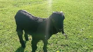 Нубийский козлик.