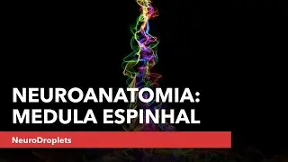 Neuroanatomia: Medula Espinal.