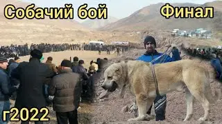 ФИНАЛ СОБАЧИЙ БОЙ ТАДЖИКИСТАНА Сагчанги 2022 дар точикистон