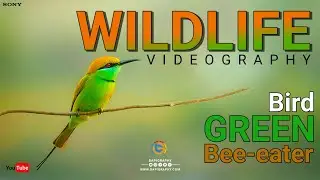 Wildlife videography | Green bee-eater Bird | Sony nx100 | #wildlife