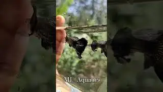#guppyvalarthal #shortsvideo #guppymalayalam #shorts