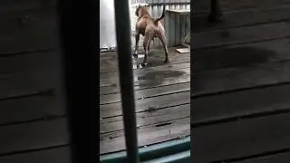 #pitbull