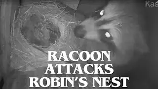 Racoon Attacks Robin's Nest