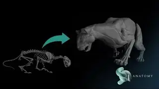 Lion In Blender - Welcome Our New 3D Anatomy Artist