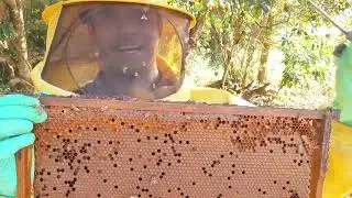 POST SUNFLOWER FLOWERING, RESULT OF BEES | BREEDING BEES!