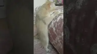 Симбочка и ее игры 🐈👑🧸