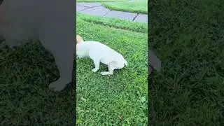 IVDD Paralyzed Frenchie Cold Grass Triggers Breakthrough Steps