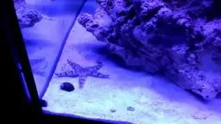 Sand sifting starfish
