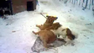 Два гея !!!