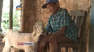 TUBAN - Kakek Sebatangkara Hidup Bersama Kambing Di Gubug Reyot