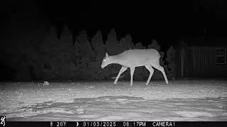 doe in backyard