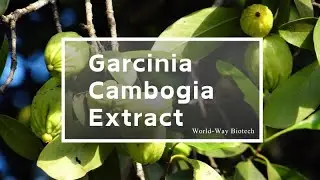 Garcinia Cambogia Extract