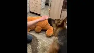 Как отучить щенка кусать руки 