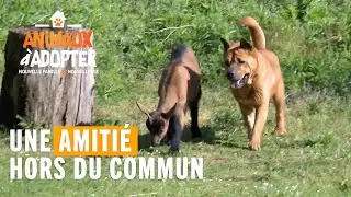 Une amitié hors du commun entre un chien et une chèvre