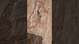 худею ем всё
