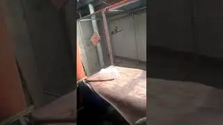 Cupita habis kawin cabut