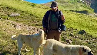 THE FEAR OF THE LAMBS BEING SEPARATED - THE ONE WHO WILL BECOME A FATHER (Whatsapp number for che...