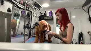 How to Groom Doodle Legs