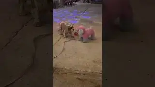 Kai made a Boyfriend 🐶 🐩 in Puerto Rico!