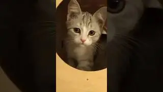Дуракам два раза не машут