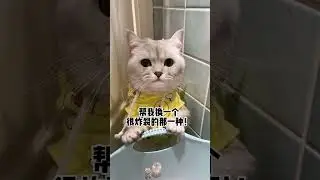 #张嘟嘟 #银渐层 #短剧 #粤语 我这个老婆怕是找不到了…