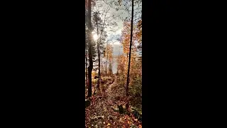 ОСЕННИЙ ЛЕС. ТАЁЖНАЯ РЕКА И МЕДВЕЖИЙ ПОМЕТ