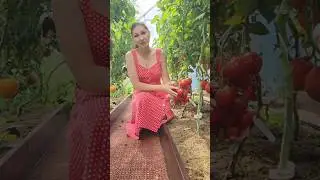 Как собрать семена со своих томатов #огород #томатывтеплице #семена #семенатоматпомидор #дачасад