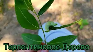 Терпентиновое Дерево чудо-дерево!