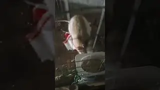 Our rats in a spacious new cage
