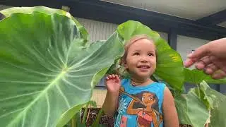 Taro 1-3 Month Growth Planted on an ʻOle Moon: Pilialoha Hawaiian Taro Variety