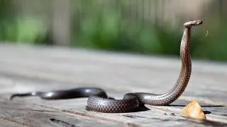A 2.2m long Black Mamba caught in Durban | NEWS IN A MINUTE
