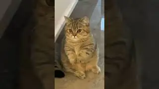Donnez à ce chaton ce qu'il veut.. 🐈🐾😍😻😹