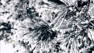 Amazing moments of the winter world
