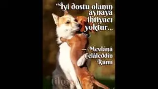 Hz. Mövlana sözləri