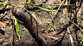 HYDROPHILUS PICEAUS
