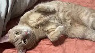 3 Minutes of Calming Cat Purrs and Biscuits  Compilation 😻❤️😻(Vol Up) #cat #purring #calming #pets