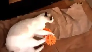 Callie's helping dust