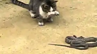 Убийца змея  Молодец Кот