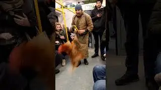 Шок !!! В электричке ручные петухи и утки