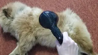 Чау-чау в салоне красоты