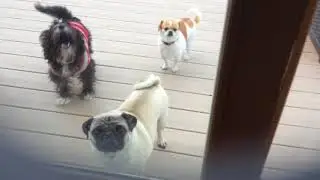 The Super Pugs.sneek Peek