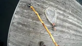 Fish 1