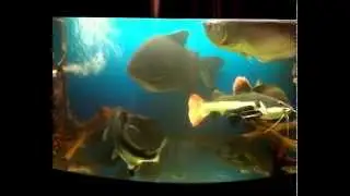 Аквариум с монстрами