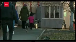 Возбуждено уголовное дело после нападения стаи собак