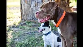 Vero's Best Dog Photo Contest 2017 Submissions