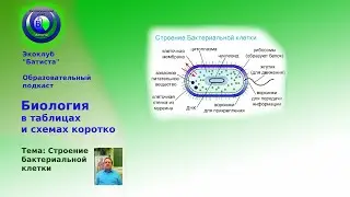 Лекции по биологии.  Строение бактериальной клетки.
